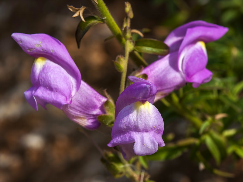 Antirrhinum australe.09