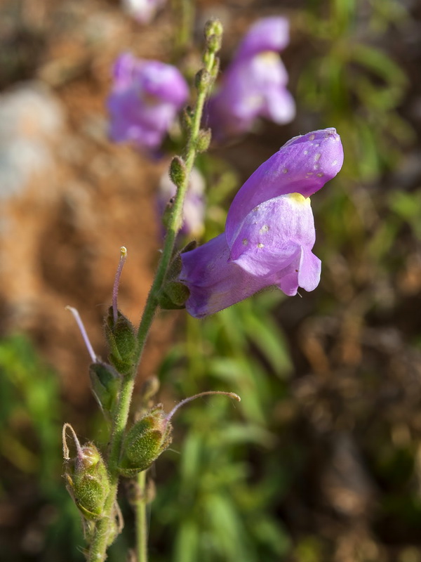 Antirrhinum australe.10