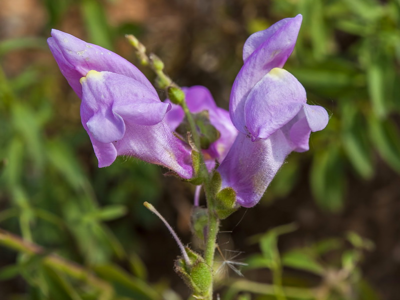 Antirrhinum australe.11