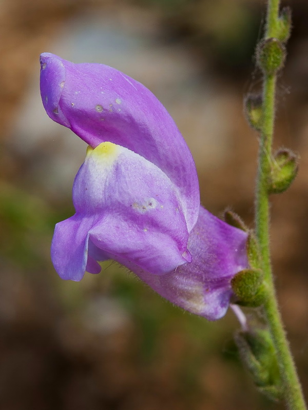 Antirrhinum australe.12