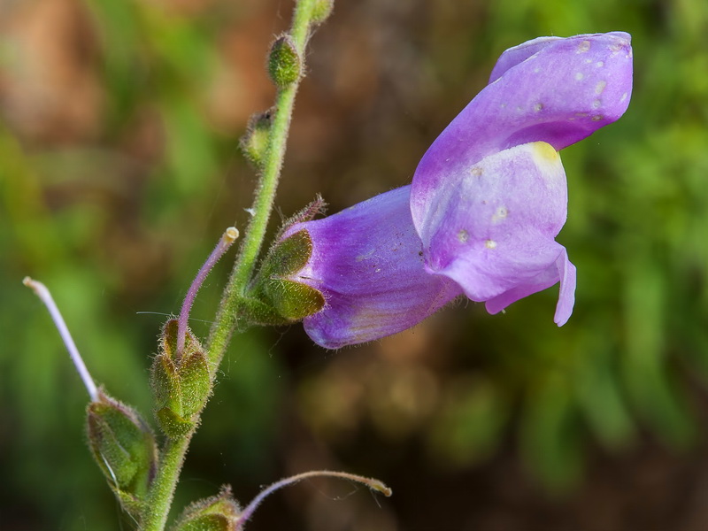 Antirrhinum australe.13