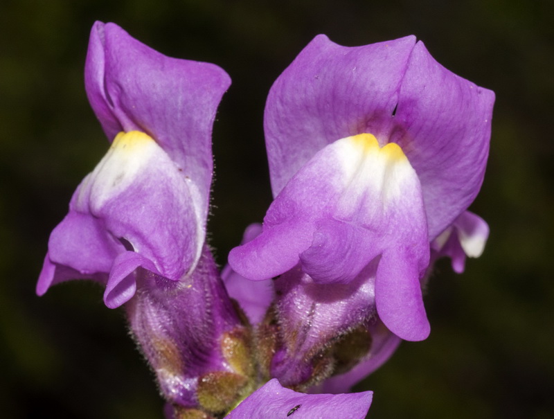 Antirrhinum australe.15