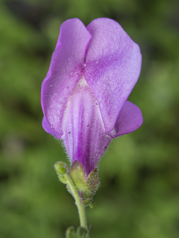 Antirrhinum australe.24