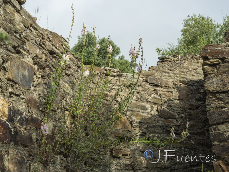 Antirrhinum australe.25