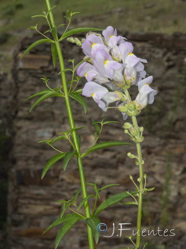 Antirrhinum australe.26