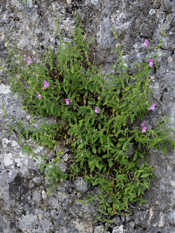 Antirrhinum australe.32