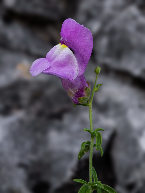 Antirrhinum australe.07