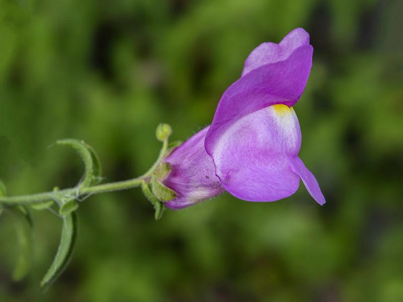 Antirrhinum australe.13