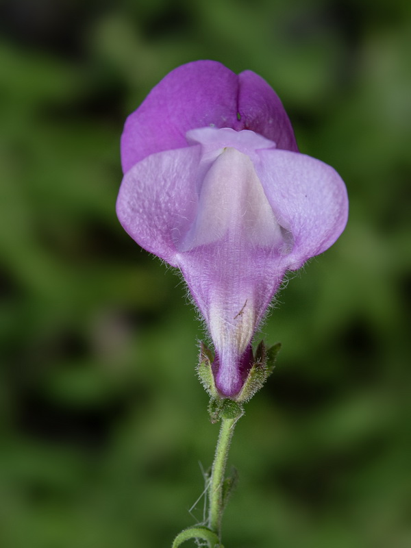 Antirrhinum australe.38