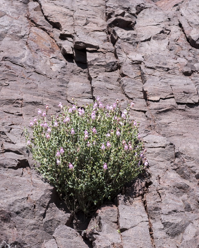 Antirrhinum charidemi.01