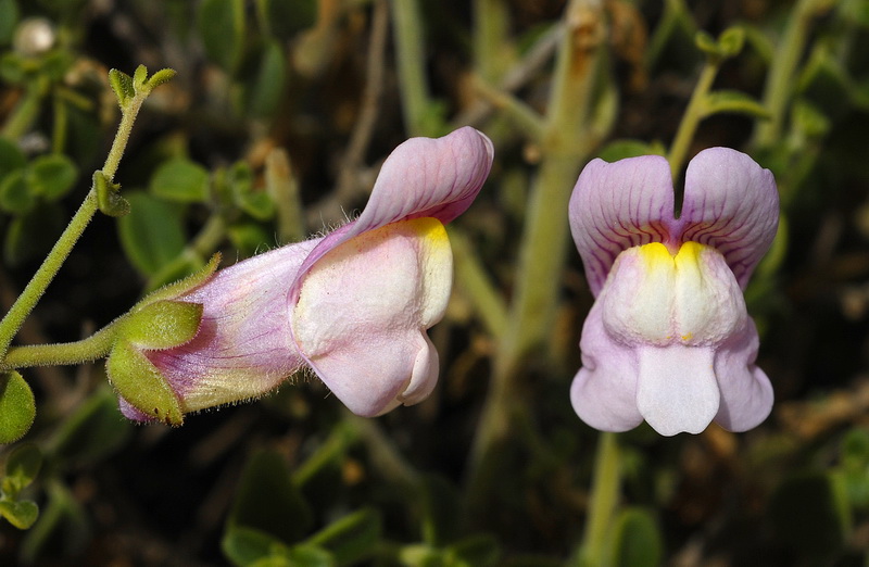 Antirrhinum charidemi.03