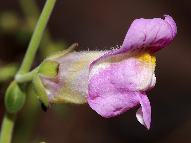 Antirrhinum charidemi.04