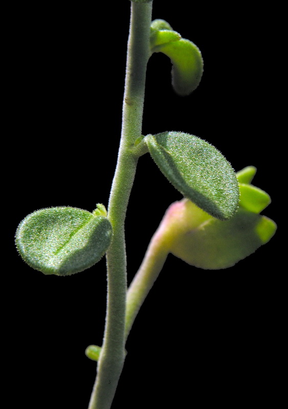 Antirrhinum charidemi.09