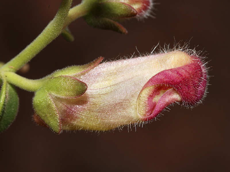 Antirrhinum charidemi.12