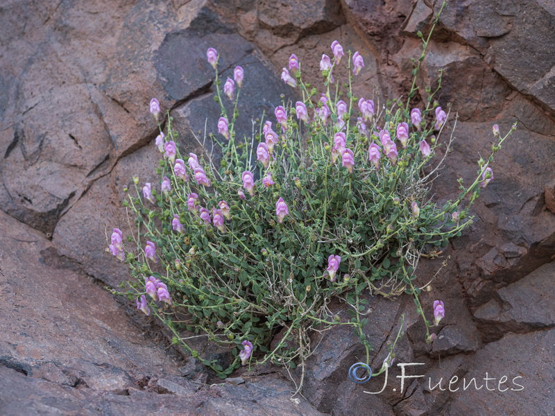 Antirrhinum charidemi.25