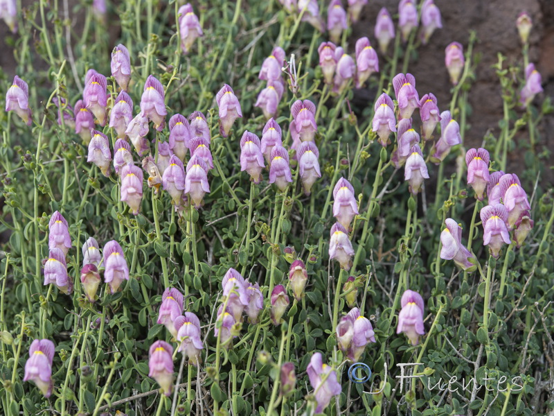 Antirrhinum charidemi.27