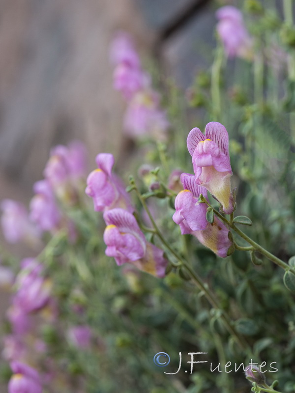 Antirrhinum charidemi.02
