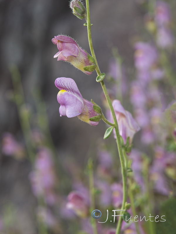 Antirrhinum charidemi.29