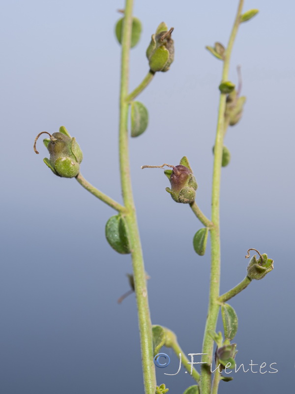 Antirrhinum charidemi.32