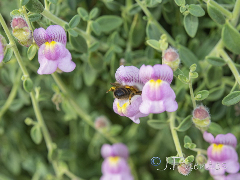 Antirrhinum charidemi.33