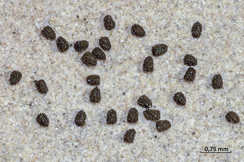 Antirrhinum charidemi.34