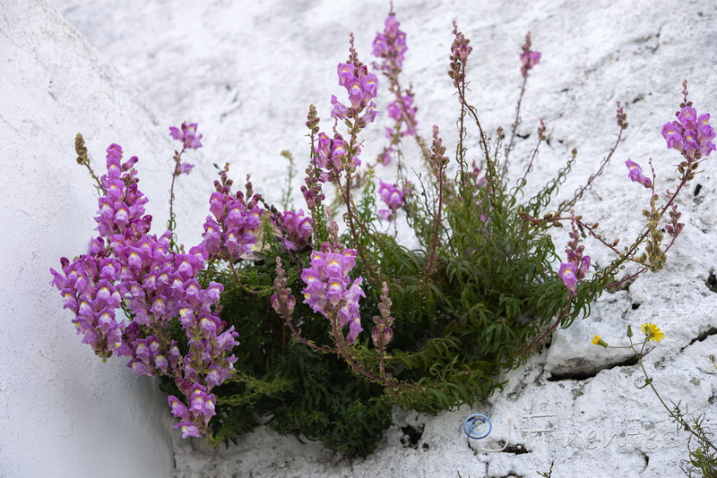 Antirrhinum cirrhigerum.01