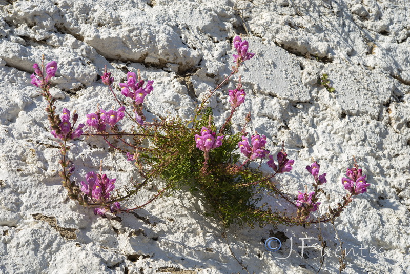 Antirrhinum cirrhigerum.02