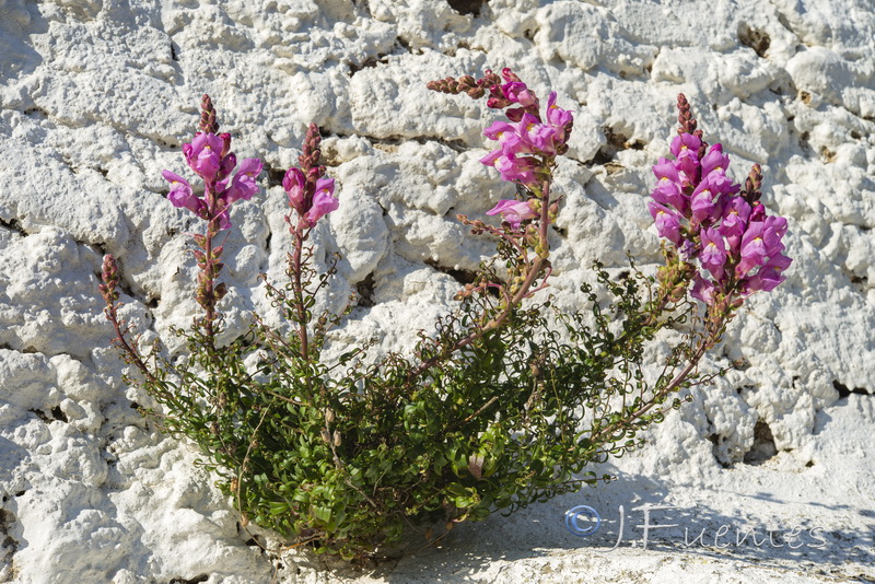 Antirrhinum cirrhigerum.03