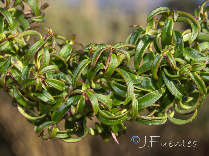 Antirrhinum cirrhigerum.04