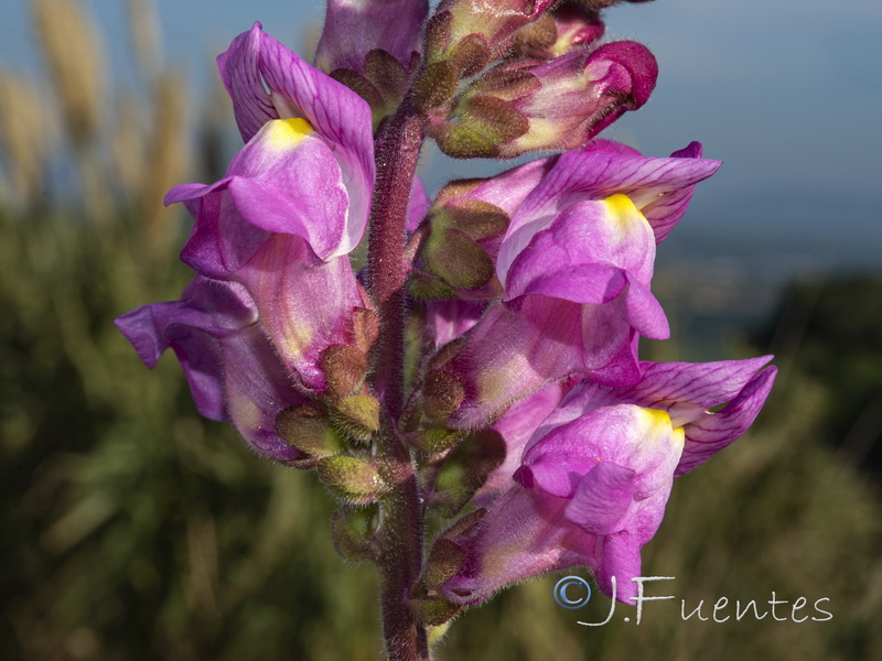 Antirrhinum cirrhigerum.05