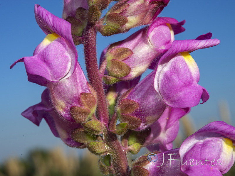 Antirrhinum cirrhigerum.06