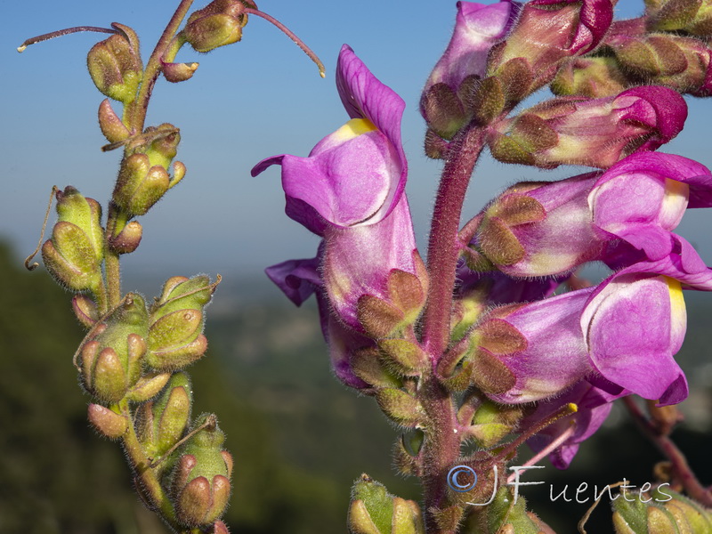 Antirrhinum cirrhigerum.07