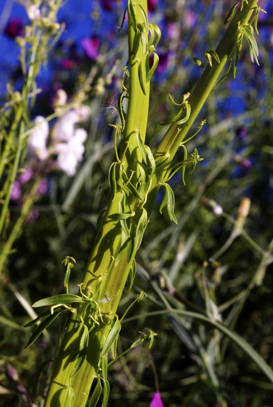 Antirrhinum controversum.04