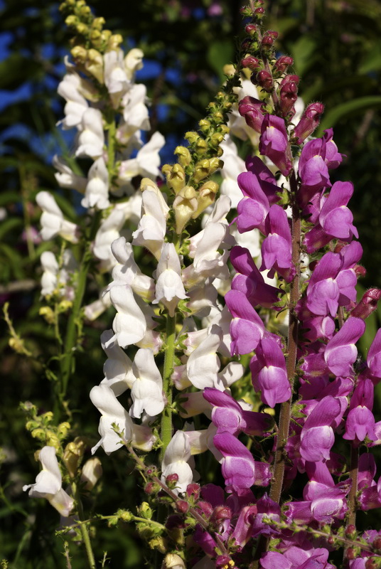 Antirrhinum controversum.06