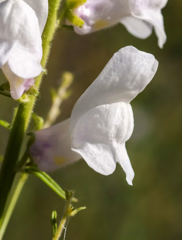 Antirrhinum controversum.12