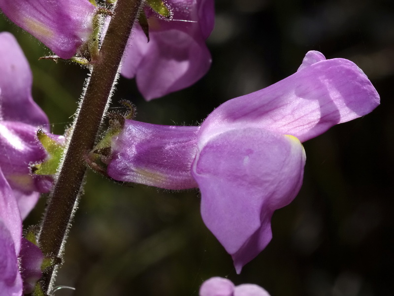 Antirrhinum controversum.16