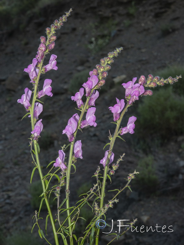 Antirrhinum controversum.17