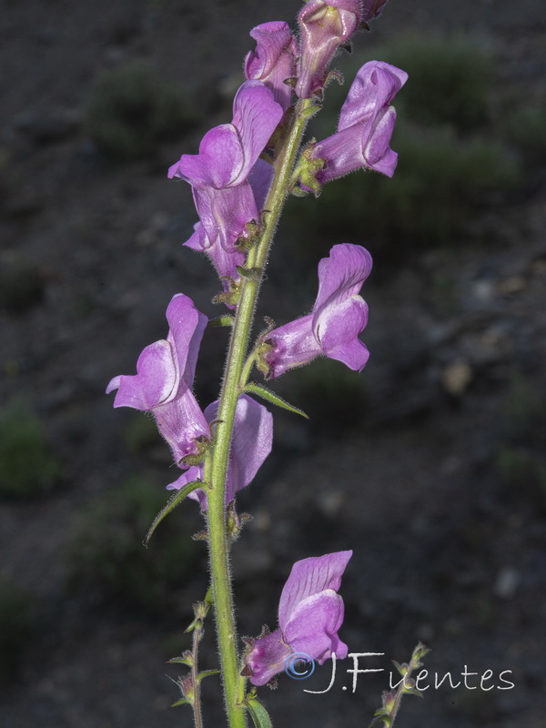 Antirrhinum controversum.18