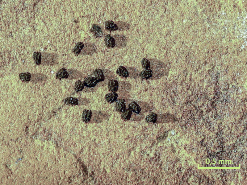 Antirrhinum controversum.19