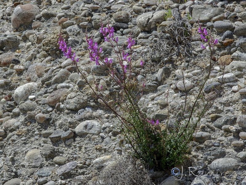 Antirrhinum controversum.21