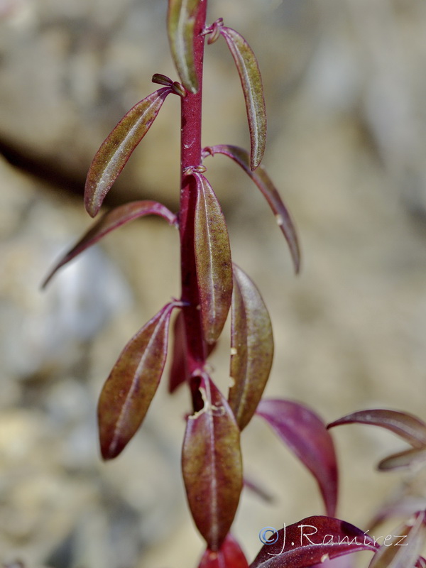 Antirrhinum controversum.22