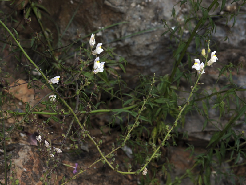 Antirrhinum graniticum.02