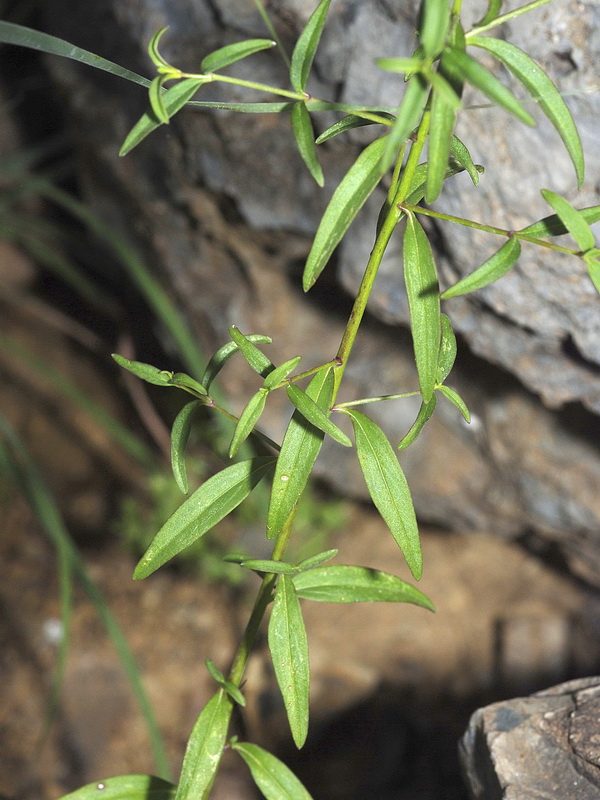 Antirrhinum graniticum.03