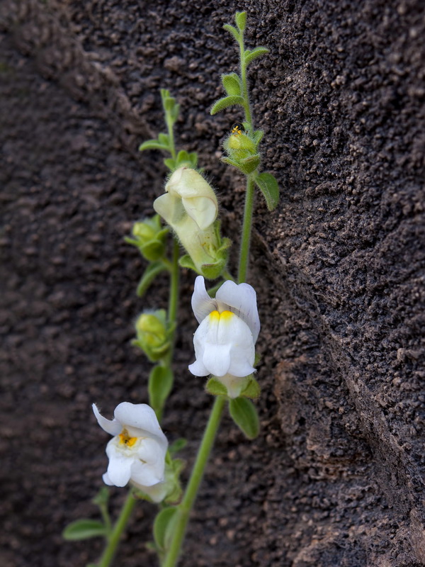 Antirrhinum graniticum.05