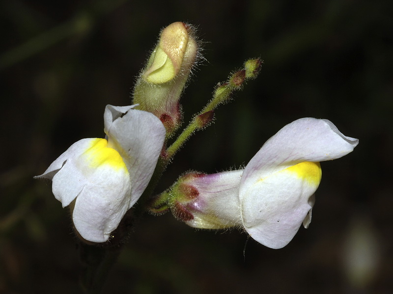 Antirrhinum graniticum.09