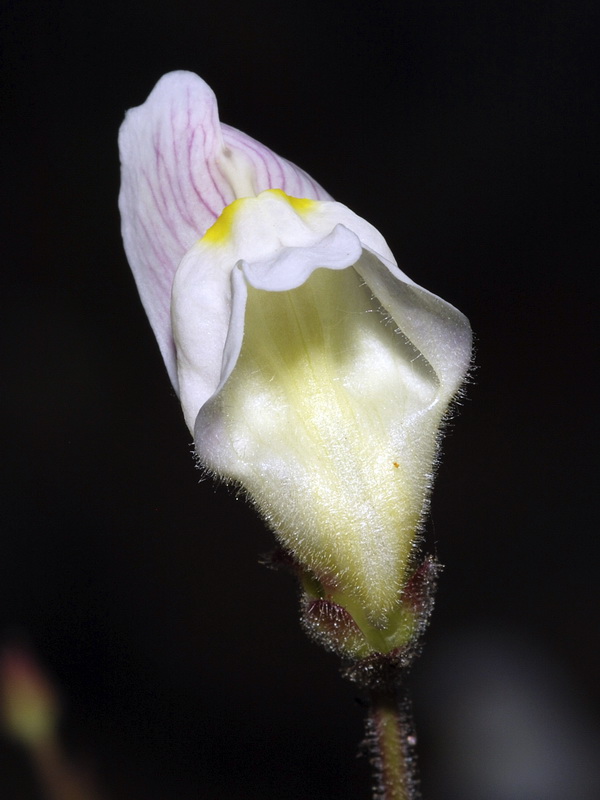 Antirrhinum graniticum.10