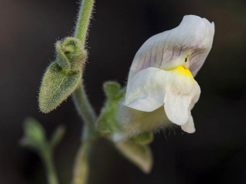 Antirrhinum graniticum.11