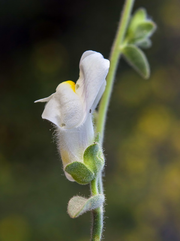 Antirrhinum graniticum.12