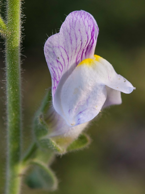 Antirrhinum graniticum.13