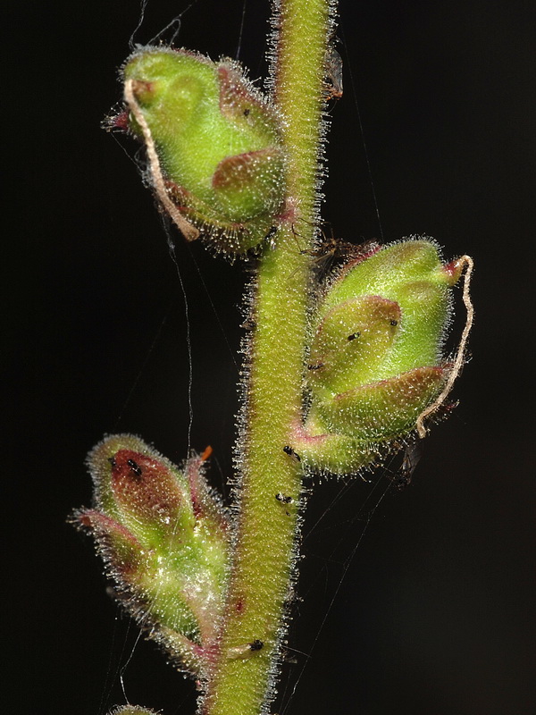 Antirrhinum graniticum.16